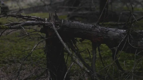 Dead fallen tree lying in the moss in a dark forest Stock Footage 106087259