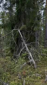 A dead fallen tree trunk covered in grey lichen leans against a lush green Stock Photos