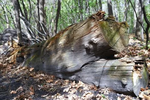 Dead fallen tree trunk in the forest Stock Photos