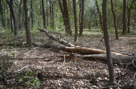 Dead fallen tree trunk in the forest Stock Photos