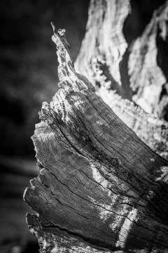 Dead fallen trees that are on the ground in pieces Stock Photos