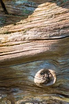Dead fallen trees tha are on the ground in pieces Stock Photos