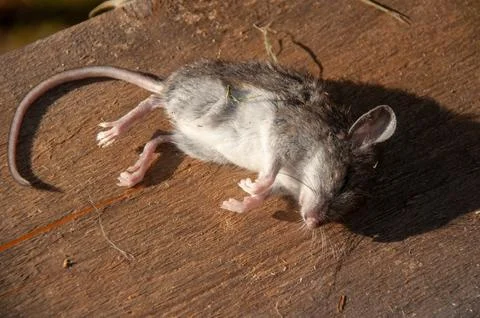 Dead Field Mouse Lying on Weathered Wood in Bright Sunlight Stock Photos