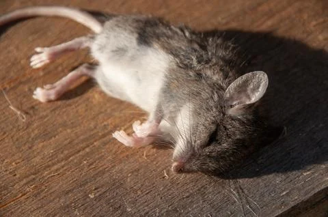 Dead Field Mouse Lying on Weathered Wood in Bright Sunlight Stock Photos