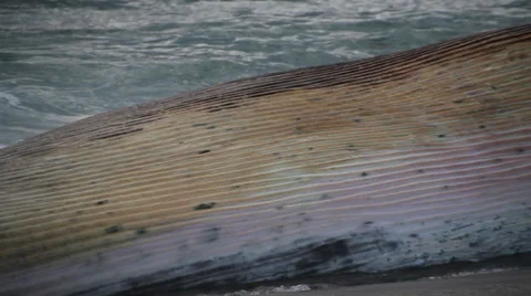 A dead Fin Whale that has washed up onshore Stock-Footage 38708408