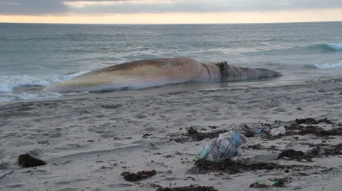 A dead Fin Whale that has washed up onshore Stock-Footage 38708457