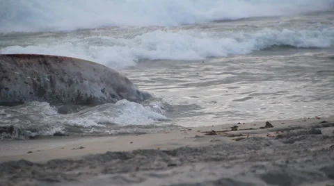 A dead Fin Whale that has washed up onshore Видео 38708780