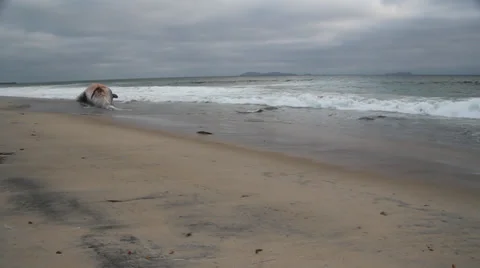 A dead Fin Whale that has washed up onshore Stock Footage 38708989