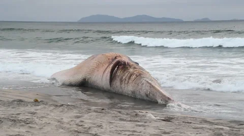 A dead Fin Whale that has washed up onshore Stock Footage 38709041