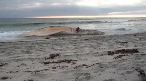 A dead Fin Whale that has washed up onshore Stock Footage 38709092