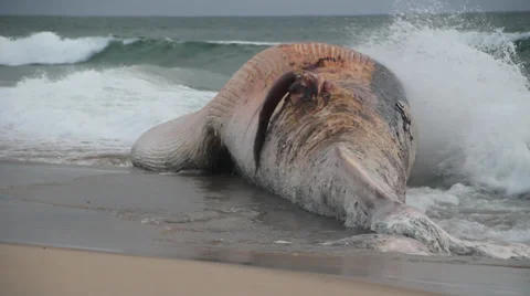 A dead Fin Whale that has washed up onshore Stock Footage 38709095