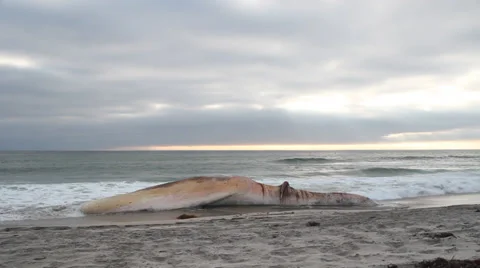 A dead Fin Whale that has washed up onshore Stock-Footage 38709123