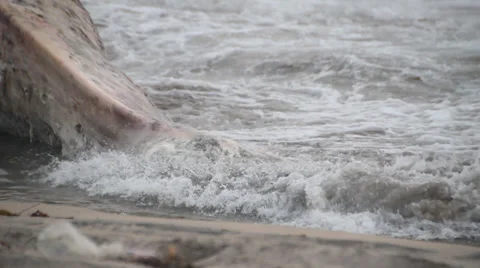 A dead Fin Whale that has washed up onshore Stock Footage 38709124