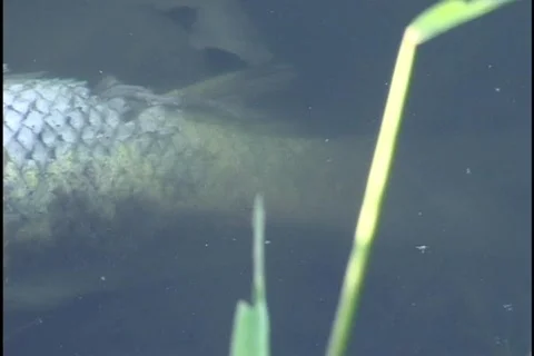 Dead Fish 1 Stock-Footage 297366