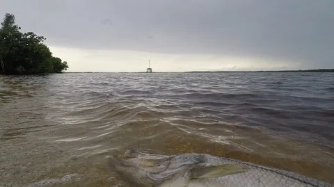 Dead fish Algae Bloom fish kill Stock Footage 111271459