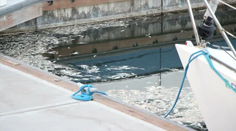 Dead Fish From Algae Bloom (in Marina del Rey) Stock Footage 39437658