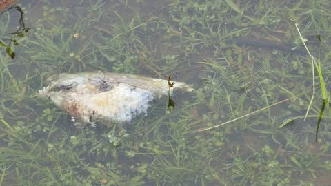 Dead fish along the dam Stock Footage 81501986