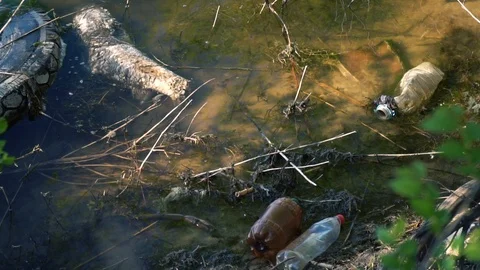Dead fish among the garbage in the lake Stock Footage 89608890
