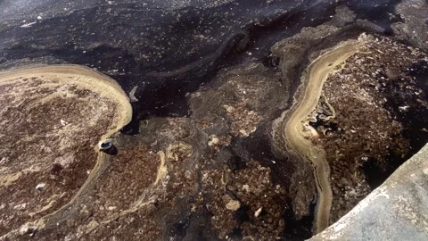 Dead Fish and Beer Bottle on the Polluted Sea (Slow Motion) Stock Footage 327866706