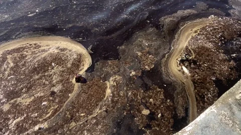 Dead Fish and Beer Bottle on the Polluted Sea Stock Footage 327866728