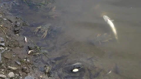 Dead fish and crayfish in a polluted river. Ecological disaster Vídeos de archivo 284019610