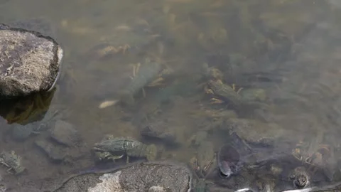 Dead fish and crayfish in a polluted river. Ecological disaster Stock Footage 284019612