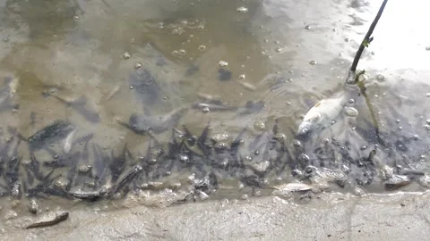 Dead fish and crayfish in a polluted river. Ecological disaster Stock Footage 284019691
