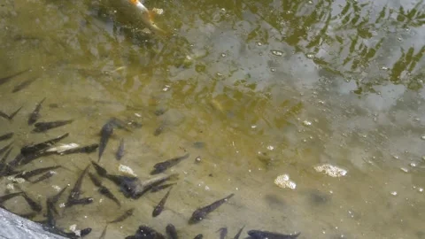 Dead fish and crayfish in a polluted river. Ecological disaster Stock Footage 284019693
