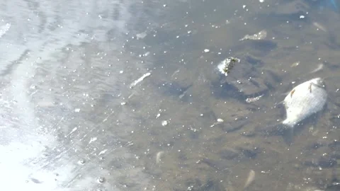 Dead fish and crayfish in a polluted river. Ecological disaster Stock Footage 284019755