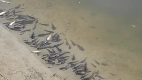Dead fish and crayfish in a polluted river. Ecological disaster Stock Footage 284019762