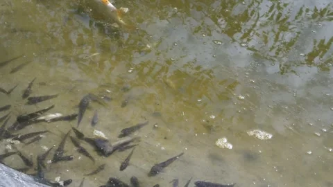 Dead fish and crayfish in a polluted river. Ecological disaster Stock Footage 284019804