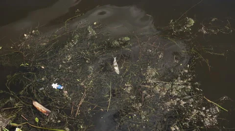 Dead fish and debris floating in the river Volga Stock Footage 64553659