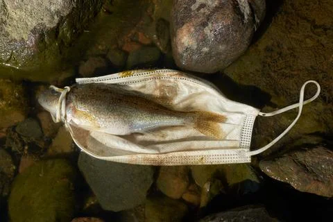 Dead fish and a discarded face mask in the sea Stock Photos