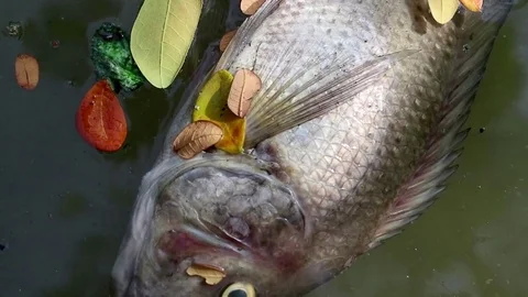 Dead fish and fallen leaves floating planktonic algae water Stock Footage 73882597