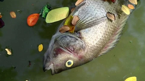 Dead fish and fallen leaves floating planktonic algae water Stock Footage 73885363