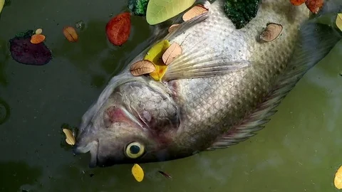 Dead fish and fallen leaves floating planktonic algae water Stock Footage 73890727
