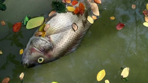Dead fish and fallen leaves floating planktonic algae water Stock Footage 73892323