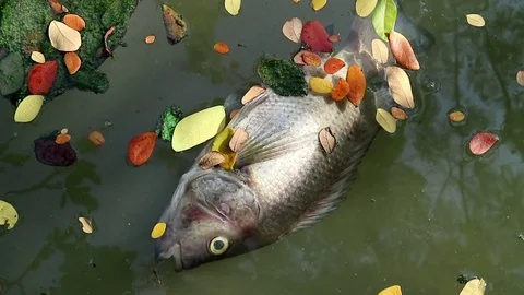 Dead fish and fallen leaves floating planktonic algae water Stock Footage 73893298
