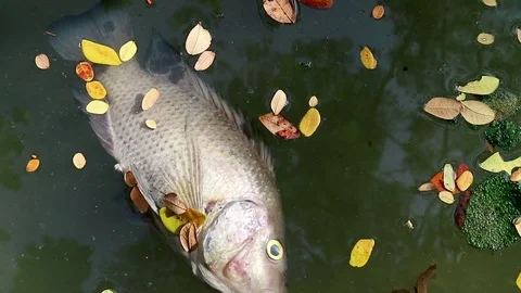 Dead fish and fallen leaves floating planktonic algae water Stock Footage 73894953