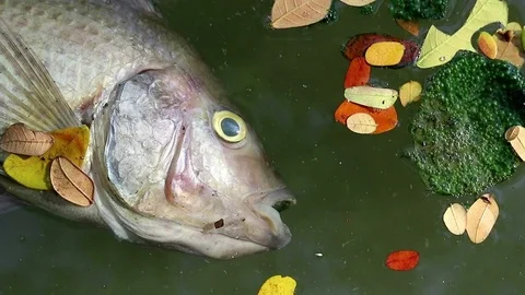 Dead fish and fallen leaves floating planktonic algae water Stock Footage 73897445