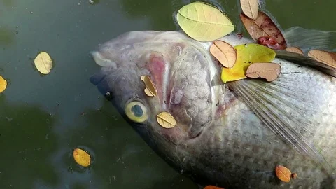 Dead fish and fallen leaves floating planktonic algae water Stock Footage 73898847