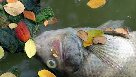 Dead fish and fallen leaves floating planktonic algae water Stock Footage 73899360