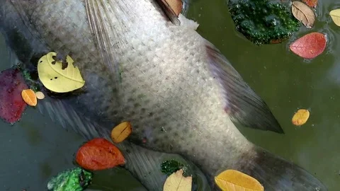 Dead fish and fallen leaves floating planktonic algae water Stock Footage 73899963