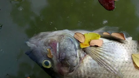 Dead fish and fallen leaves floating planktonic algae water Stock Footage 73900417
