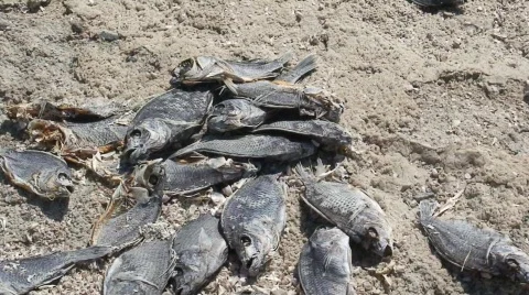 Dead Fish and Flies Stock-Footage 582945