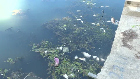 Dead fish and garbage floating in the river Stock Footage 262565001