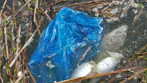Dead fish and plastic bag. Water pollution Vidéo 84721684
