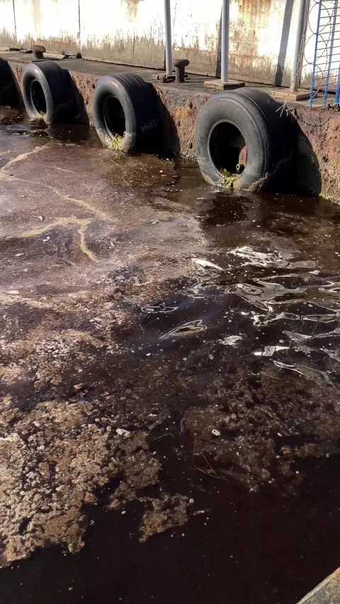 Dead Fish and Pollution on the Sea by the Pier (Vertical Video) Stock Footage 328529002