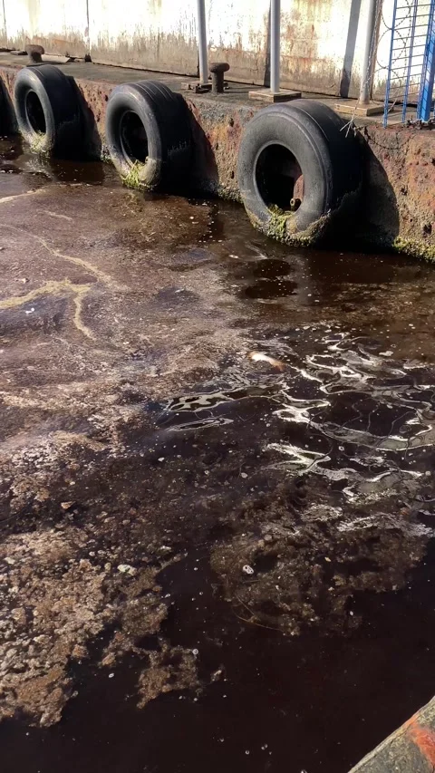 Dead Fish and Pollution on the Sea by the Pier in Slow Motion (Vertical Video) Stock Footage 328529034