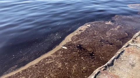 Dead Fish on the Bay of Izmir Stock Footage 328524981